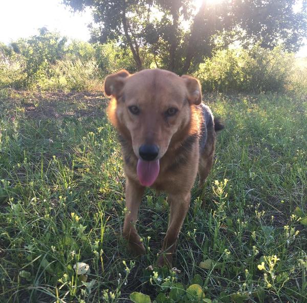 Sissi, Splendida Pastorina Di 3 Anni, Taglia Media